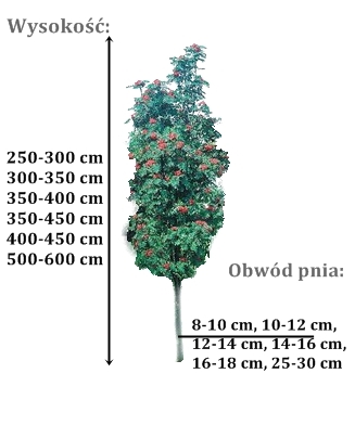 jarzab fastigiata - duze sadzonki drzewa o roznych obwodach pnia 